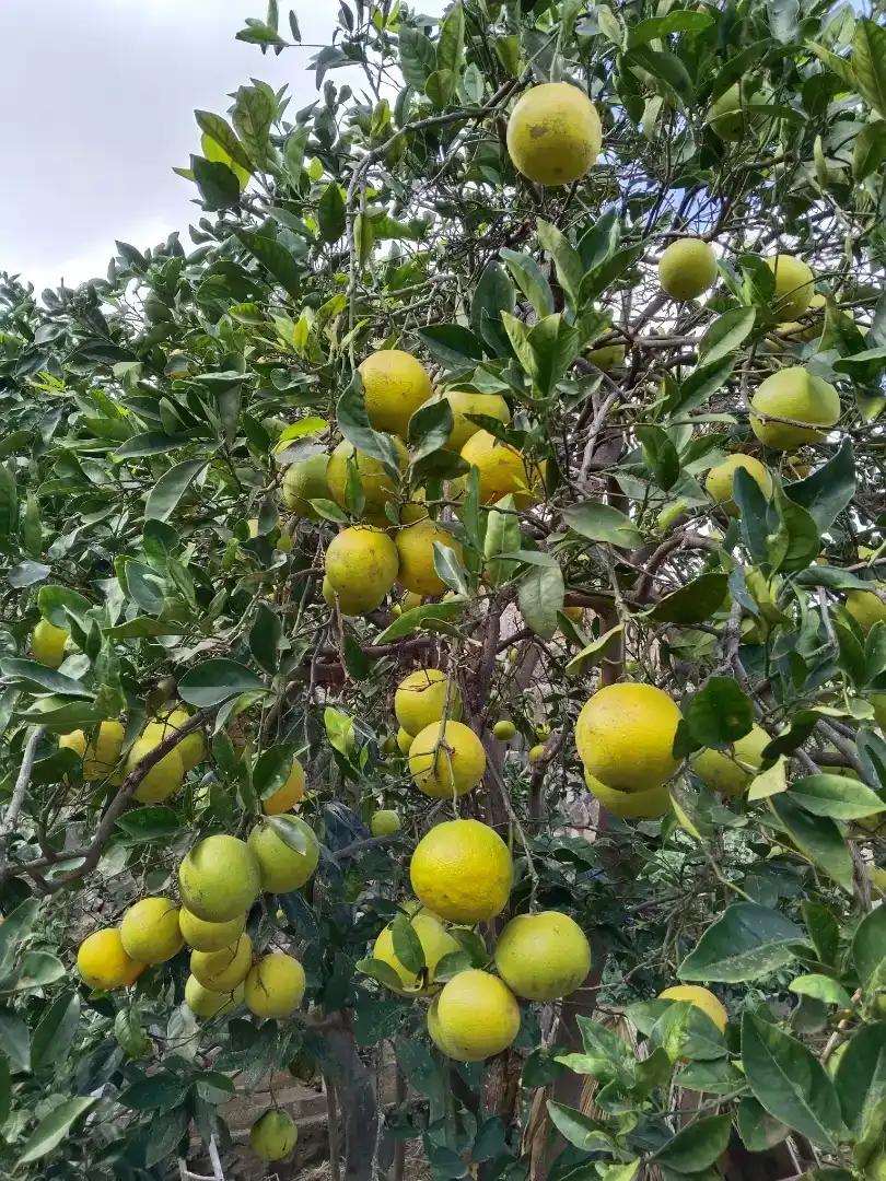 Jardí de Finca rústica en venda en Garachico amb Jardí privat, Traster i Piscina