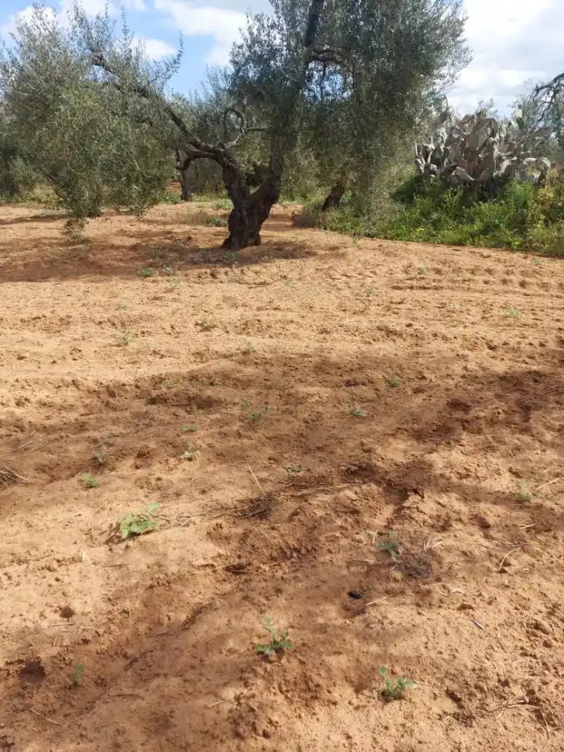 Finca rústica en venda en Pilas
