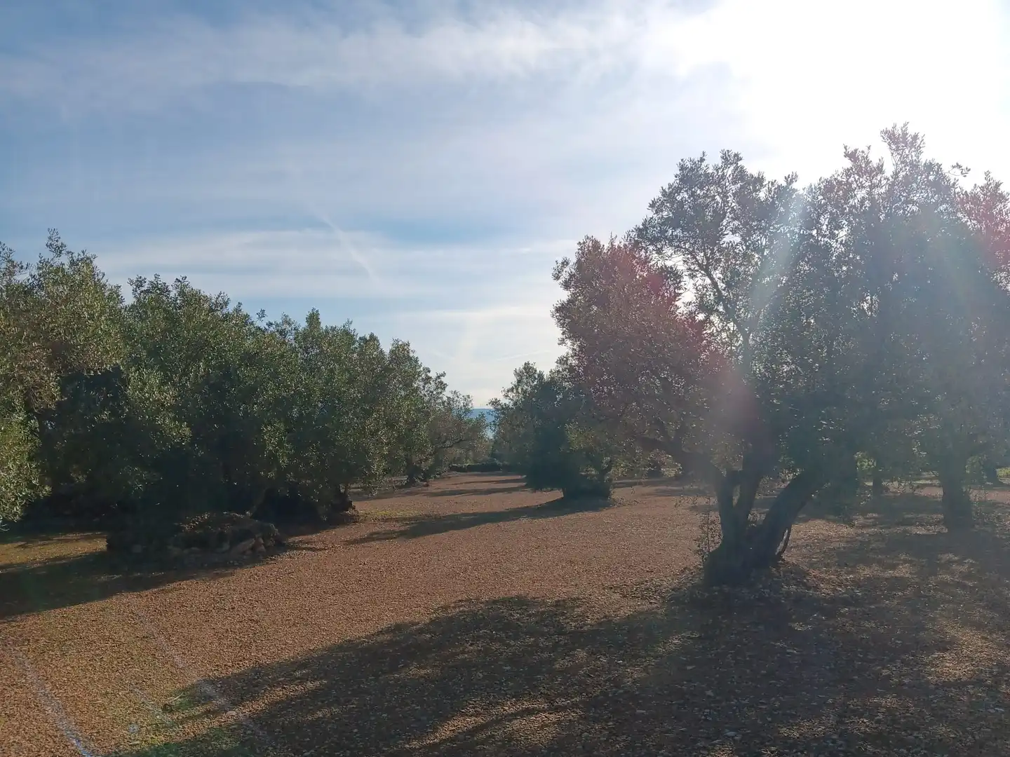 Lands and plots for sale in Roquetes, imagen 16