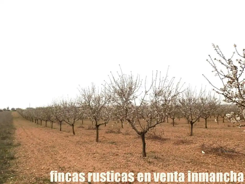 Terreno rustico in vendita a Alcázar de San Juan, imagen 5