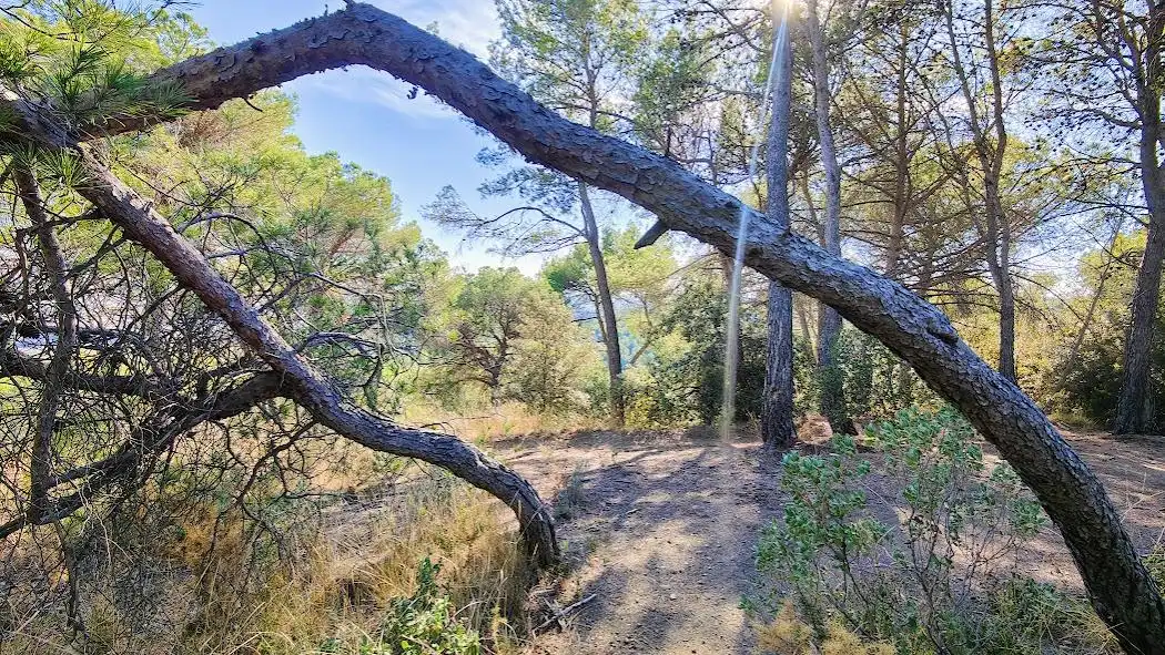Lands and plots for sale in El Racó - Sant Feliu del Racó, imagen 2