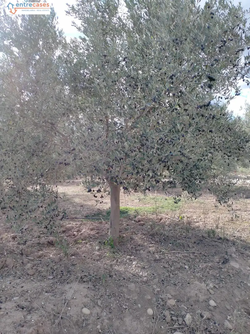 Rural land for sale in Petrés, imagen 12