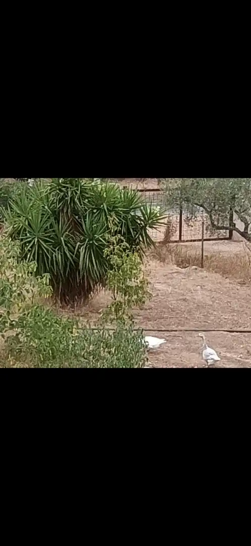 Jardín de Casa o chalet en venta en Tortosa con Calefacción, Jardín privado y Terraza