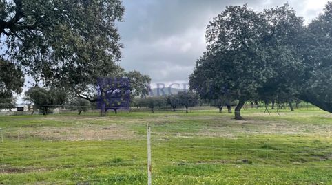 FINCA GANADERA DE UNAS 500 HECTÁREAS EN LA ZONA DE CORIA, imatge 3