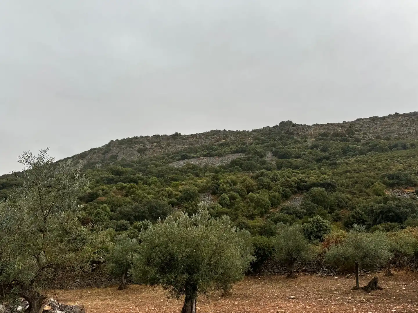 Terreni e lotti in vendita a Cabeza del Buey