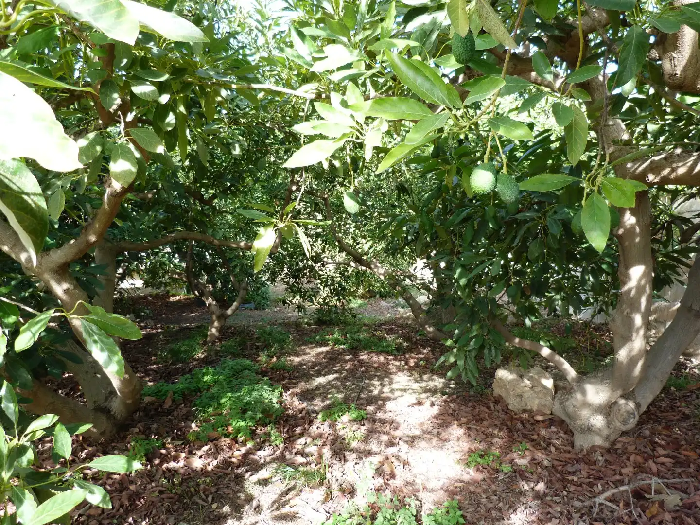 Casa rústica en venta en Los Guájares, imagen 13