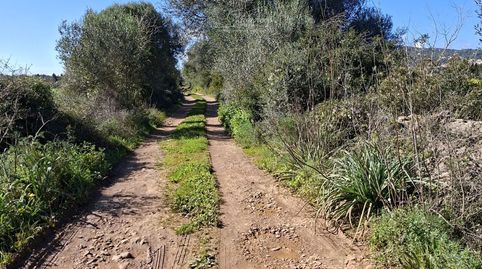 Se vende finca rústica en Santa Eugenia