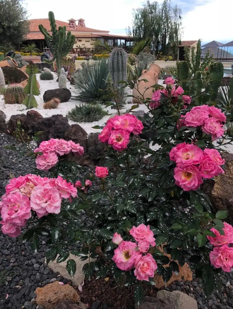 Jardí de Casa o xalet en venda en San Miguel de Abona amb Jardí privat, Traster i Piscina