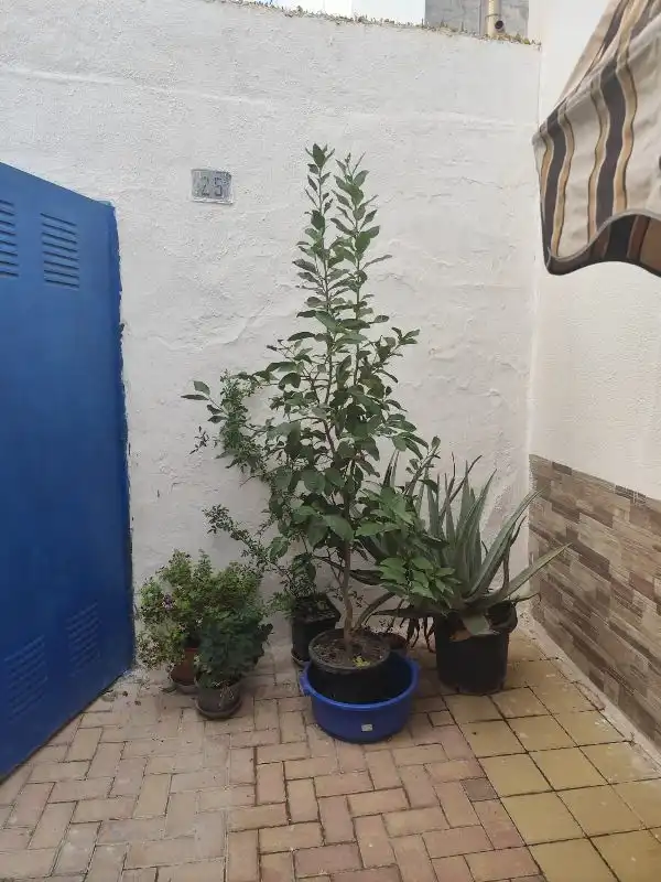 Semi-detached house with terrace for sale in Albatera, imagen 6