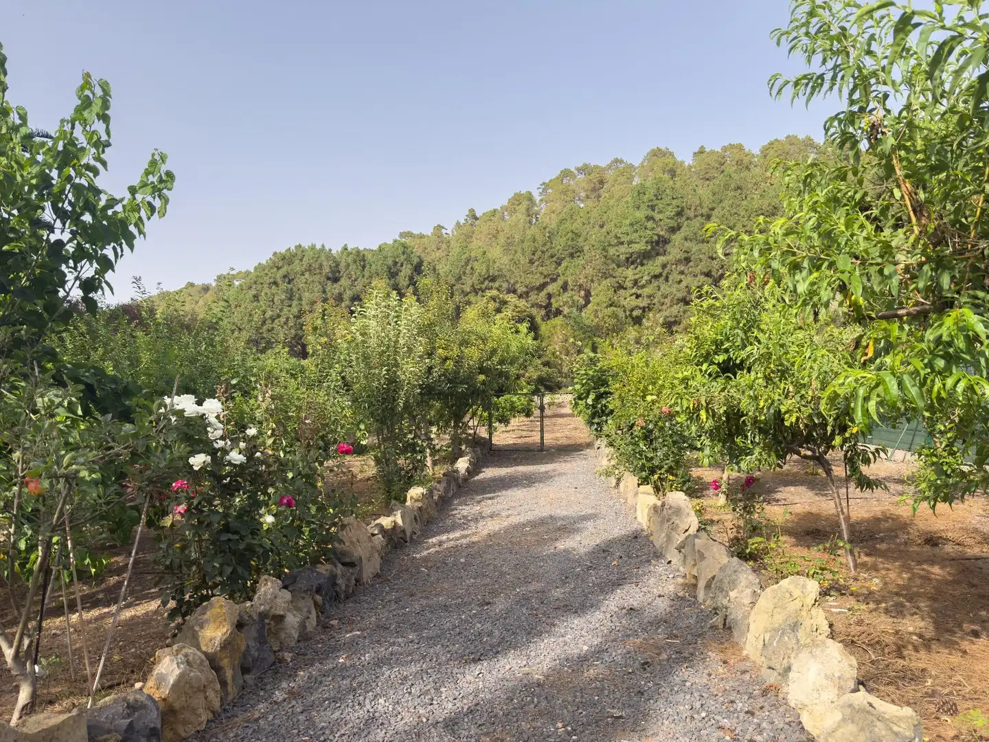 Finca rústica en venda en Icod de los Vinos
