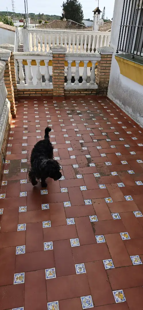 Vista exterior de Casa o xalet en venda en Chiclana de la Frontera amb Aire condicionat, Calefacció i Jardí privat