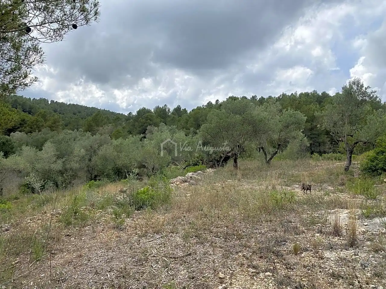 Terreno rustico in vendita a Malladetes, imagen 13