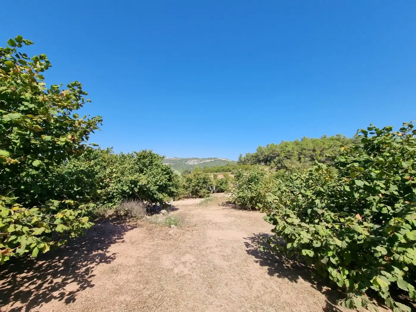 Terrain rustique à vendre à Tivissa, imagen 19
