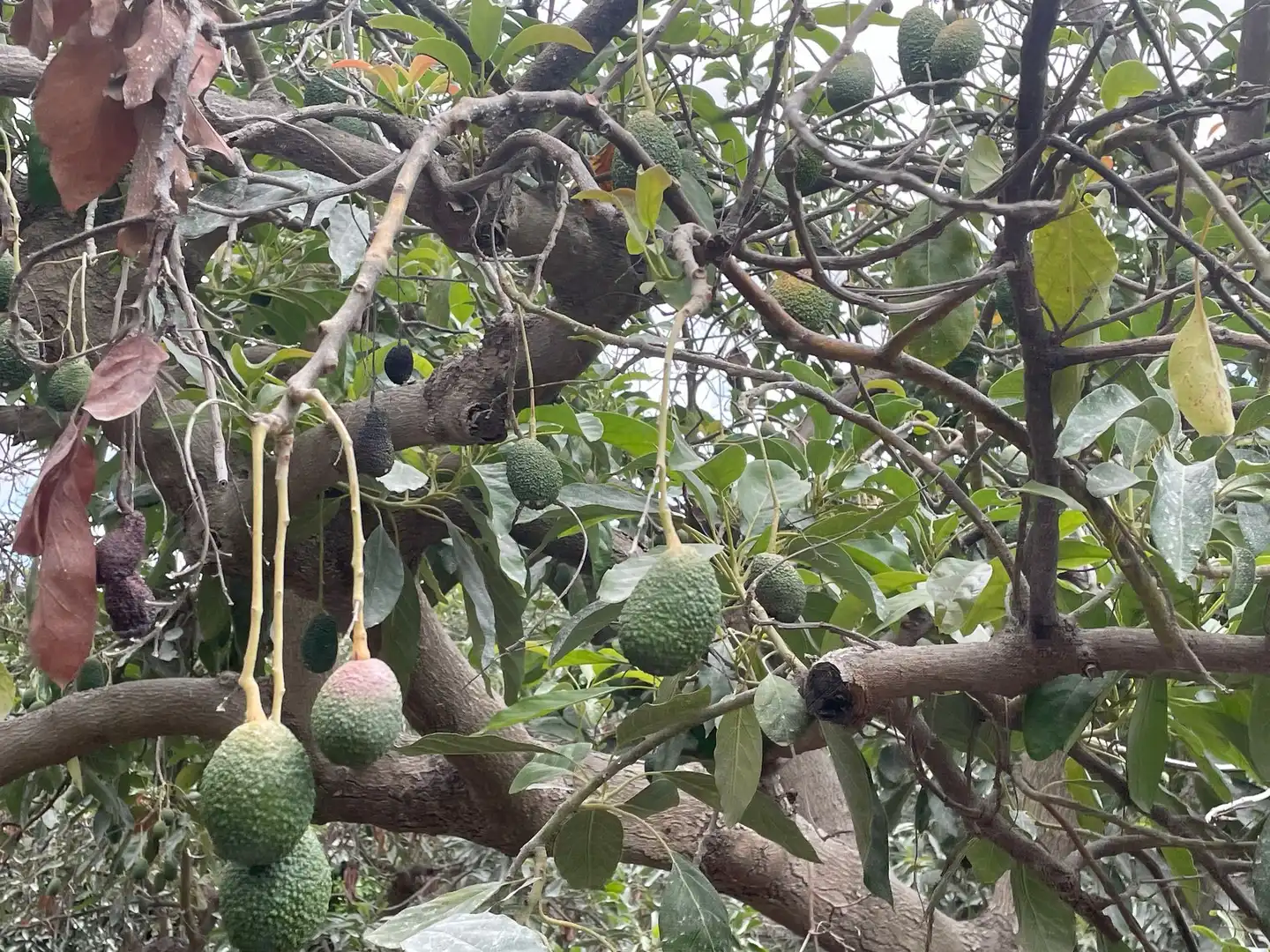 Terreni e lotti in vendita a Coín, imagen 6