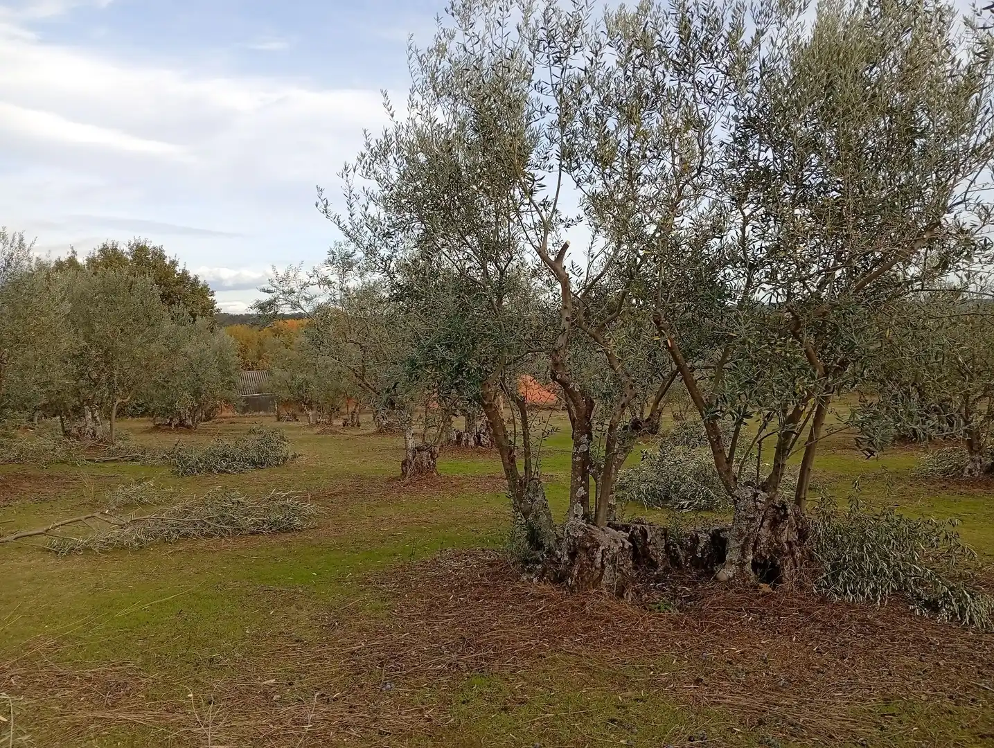 Terreni e lotti in vendita a Villanueva de la Vera, imagen 26