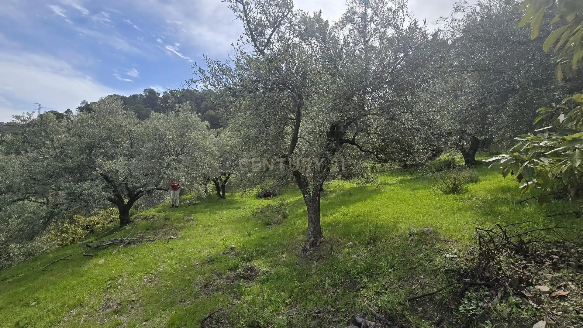 Terreno rustico in vendita a Polígono 11 Parcela 307 EL CERRILLAR. LOS GUAJARES (GRANADA), imagen 5