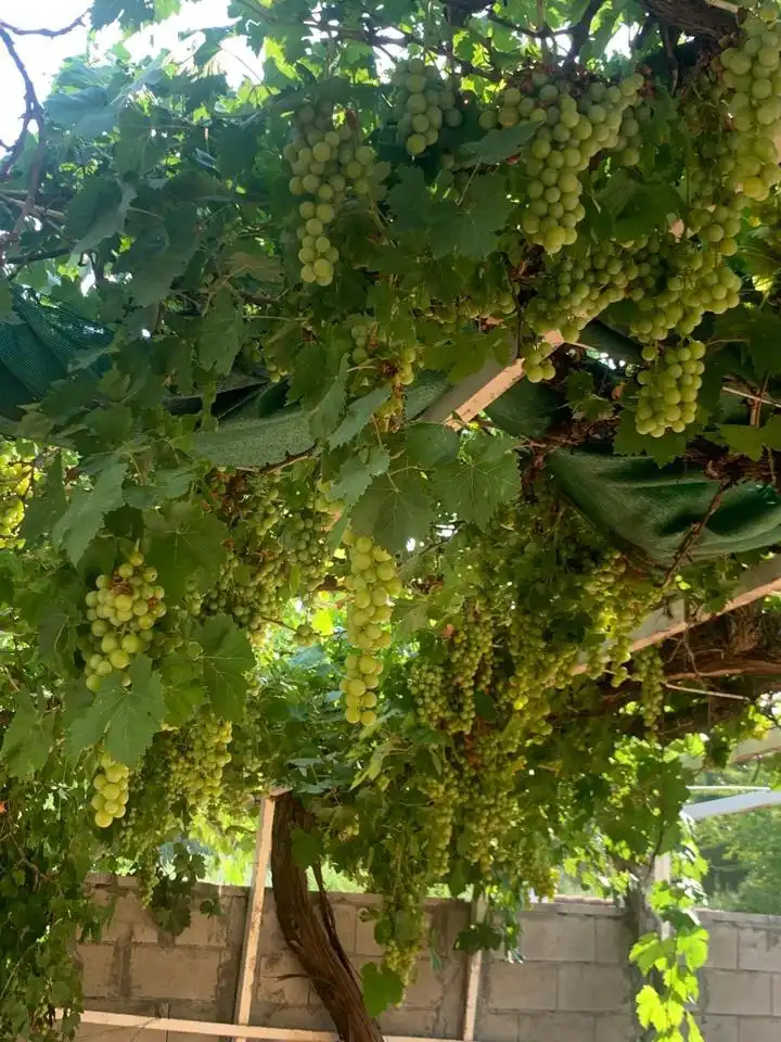 Casa o chalet en venta en Cuenca, Peñas Albas - Zulema