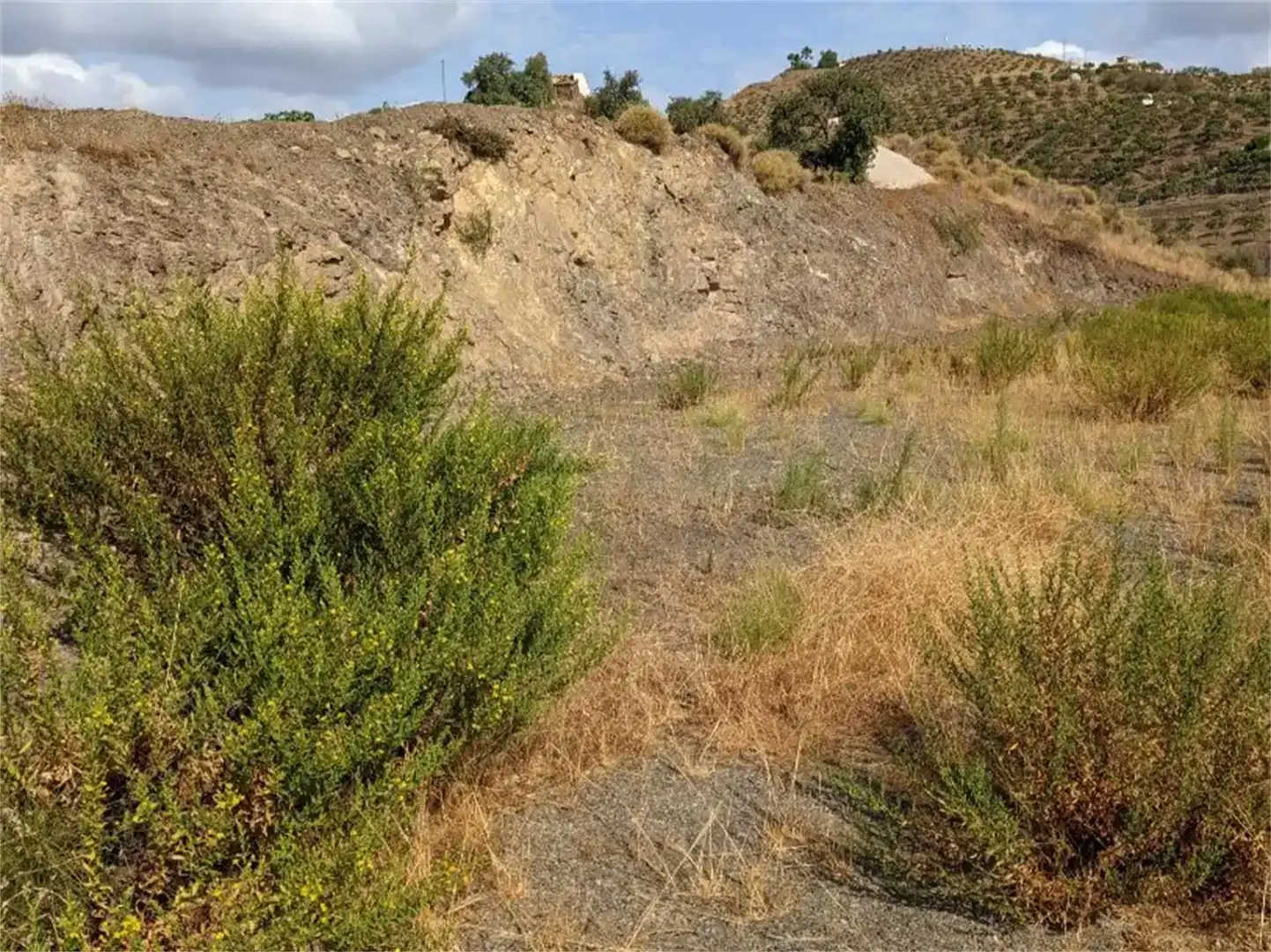Finca rústica en venda en Almáchar
