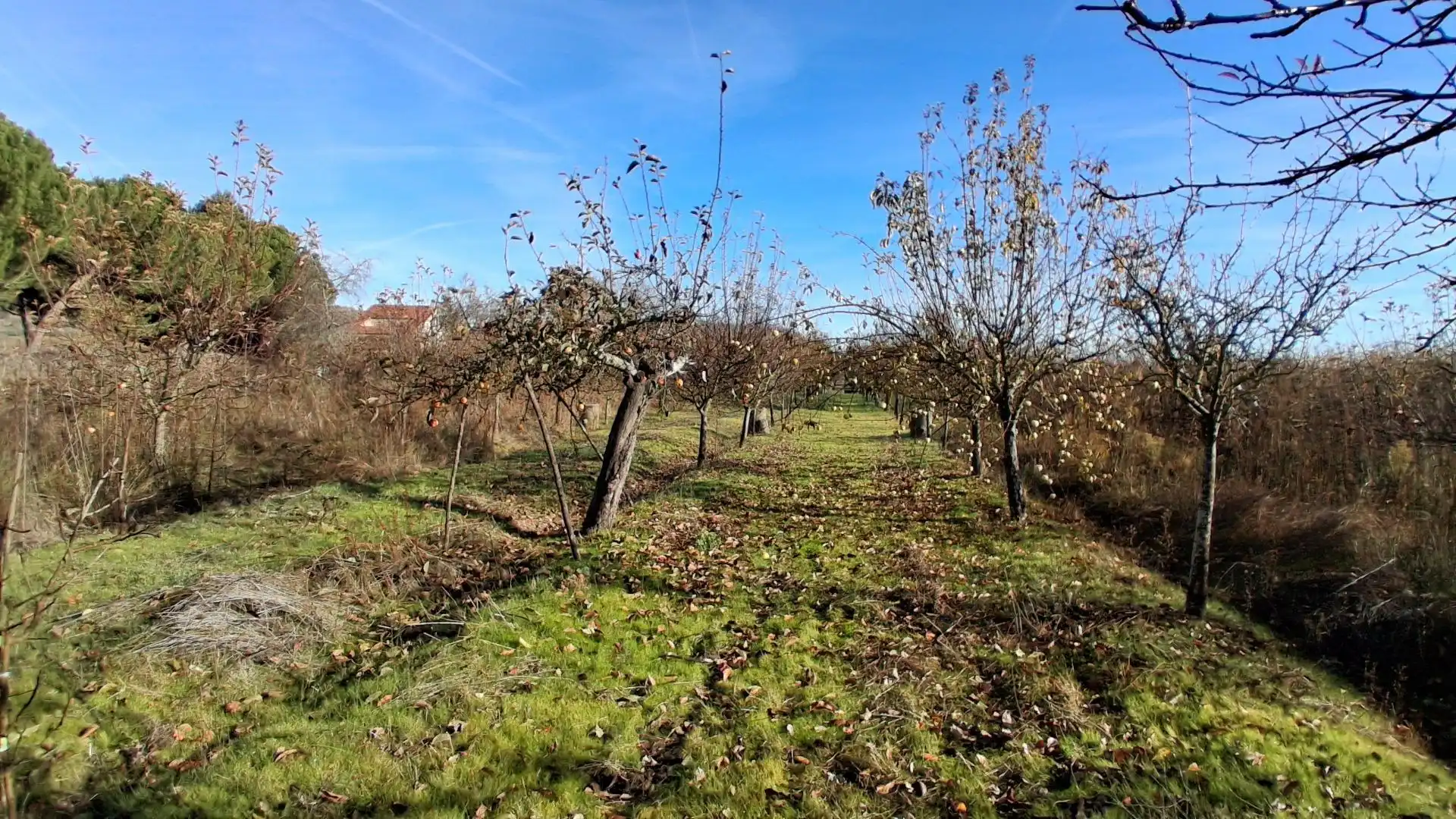 Finca rústica en venta en Almenara de Tormes