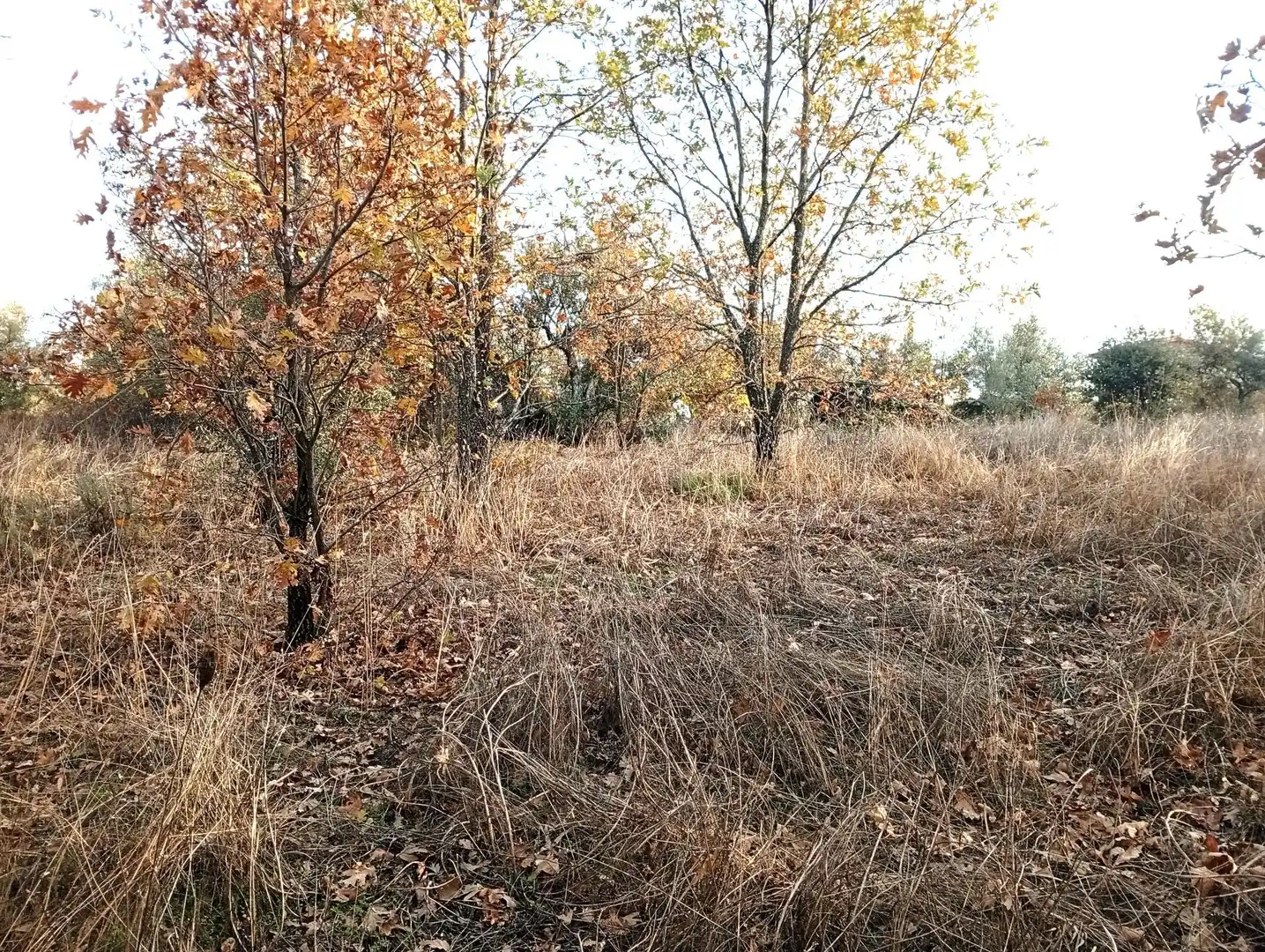 Terreni e lotti in vendita a Viandar de la Vera, imagen 10