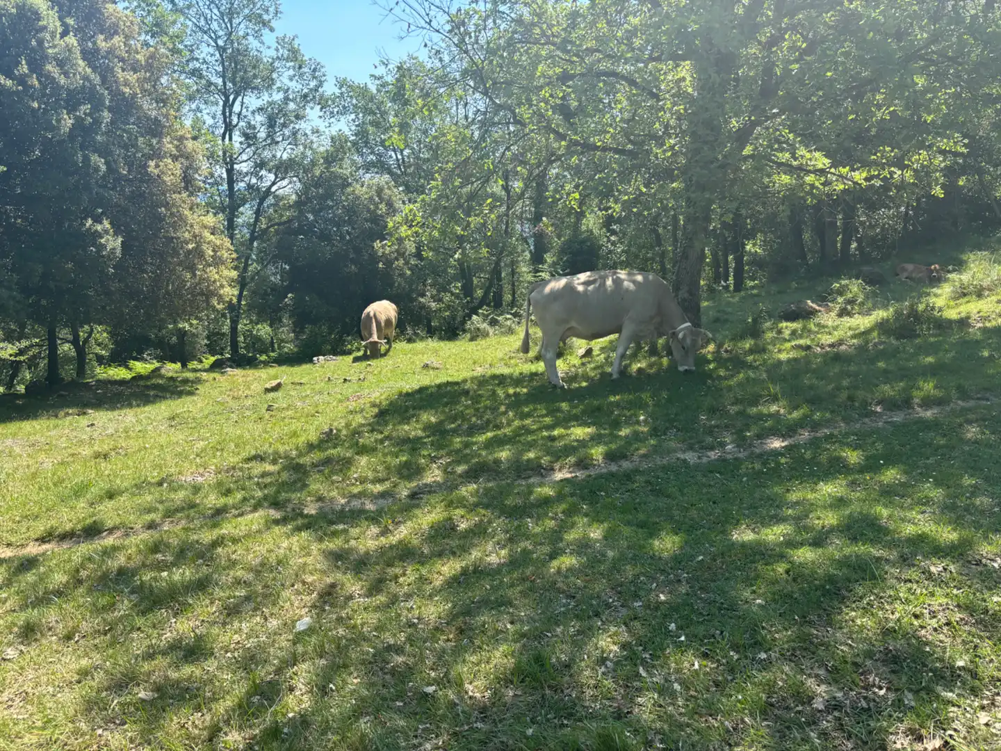 Vista exterior de Finca rústica en venta en Olot con Aire acondicionado, Calefacción y Jardín privado