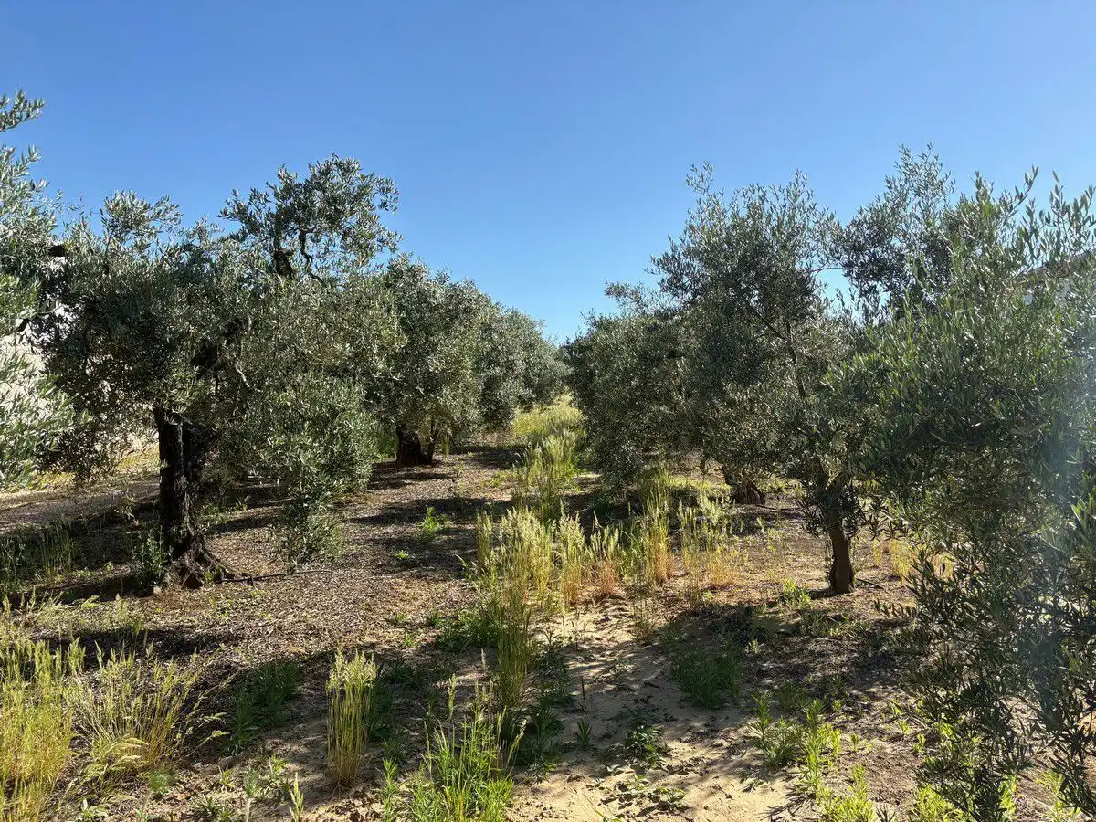 Terreni e lotti in vendita a Bollullos Par del Condado, imagen 4
