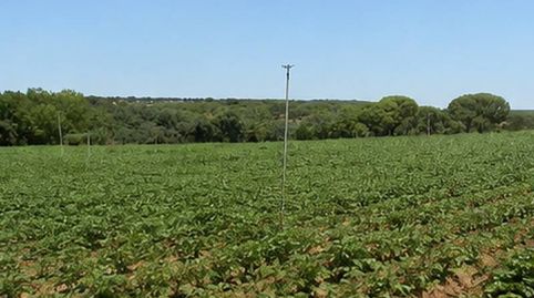 finca en venta 200 has. labor regadío Almendros monte en la Roda (Albacete), immagine 2