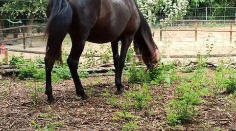 Foto 4 de Finca rústica en venda a Urbanitzacio Pc Princeps I, 402, Fogars de la Selva, Barcelona