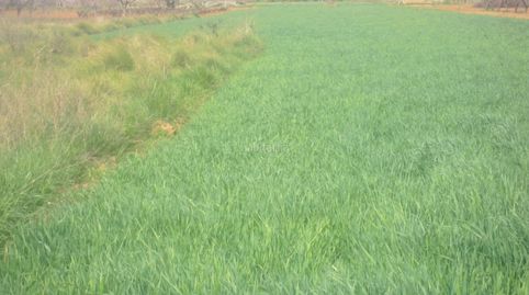 Terreno rustico en villafames