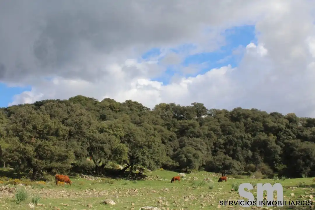 Terreni e lotti in vendita a Cortes de la Frontera, imagen 29