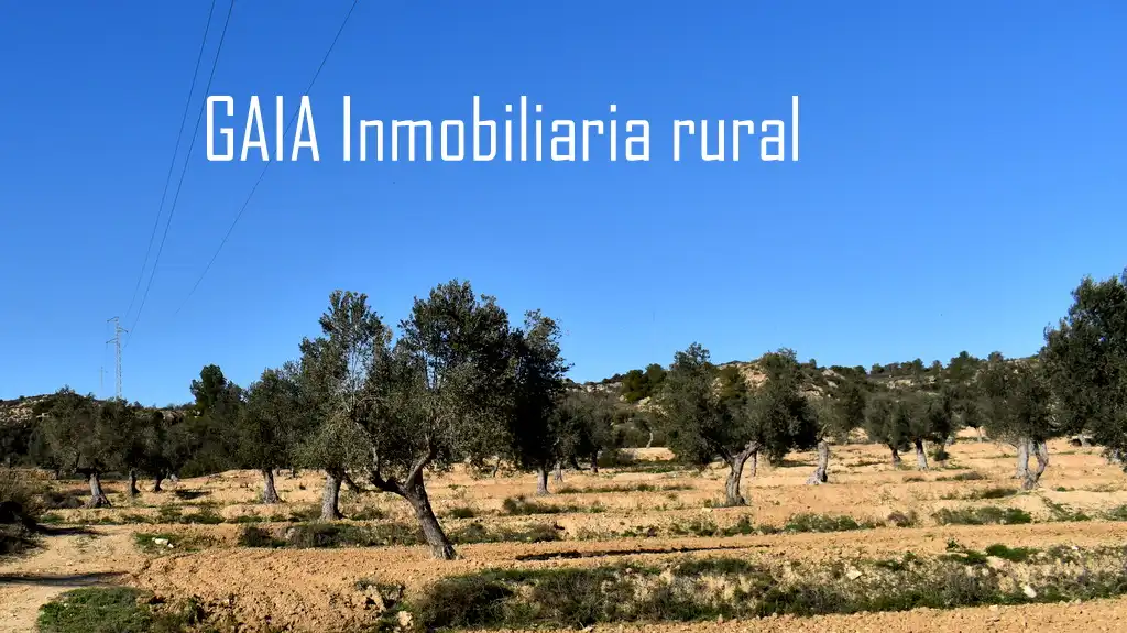 Terreni e lotti in vendita a Maella, imagen 9