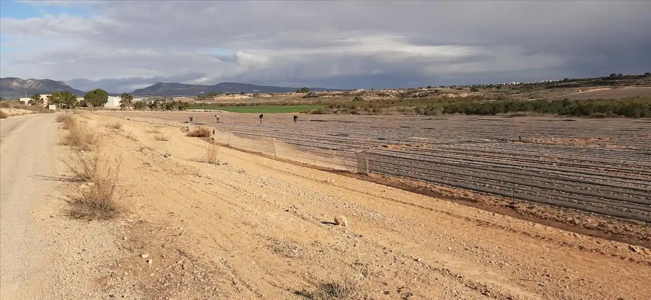 Terreni e lotti in vendita a PP GRANADOS 5 R-11-A en GEA Y TRUYOLS, imagen 8