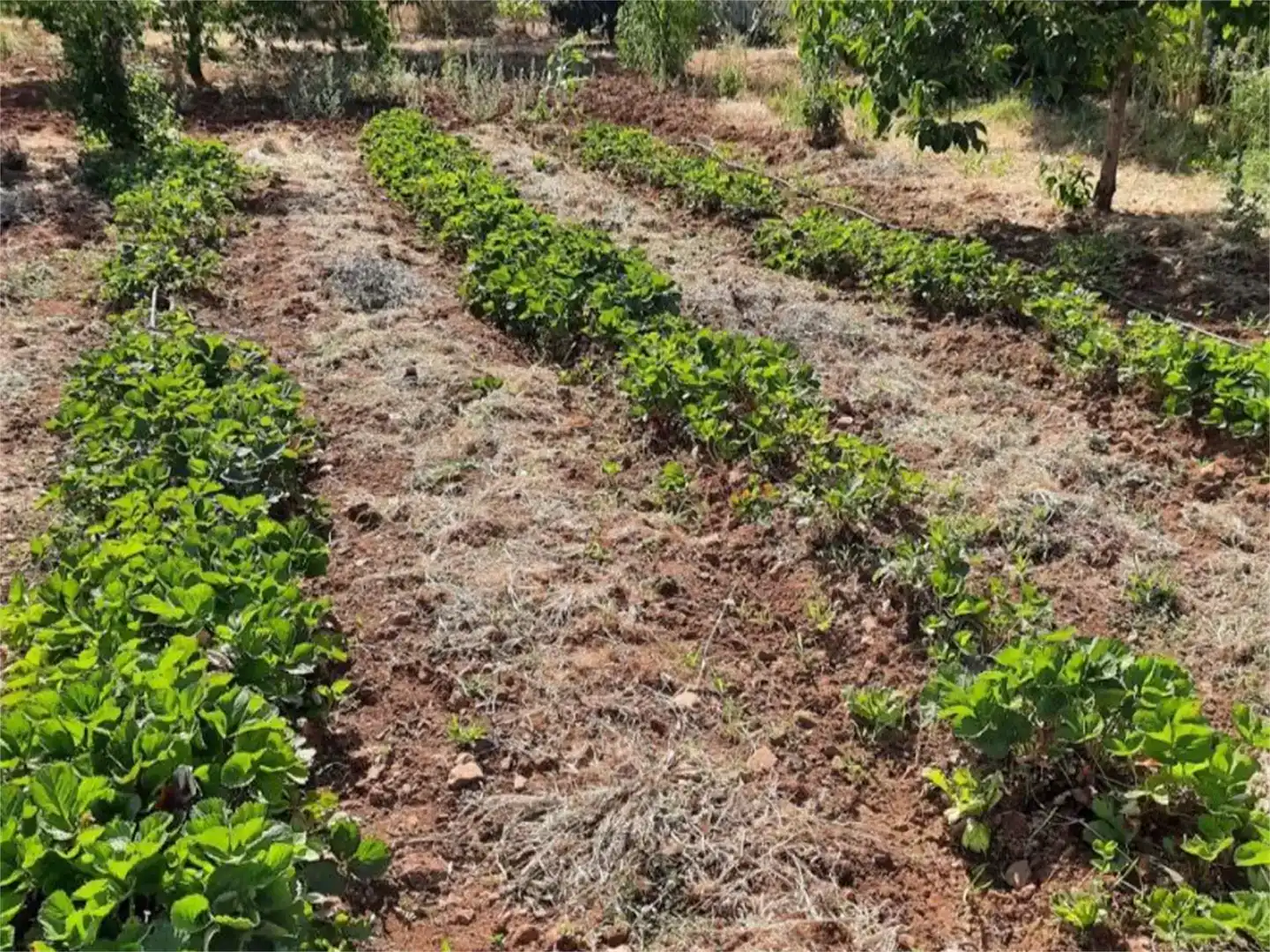 Finca rústica en venda en Retuerta del Bullaque amb Aire condicionat i Piscina