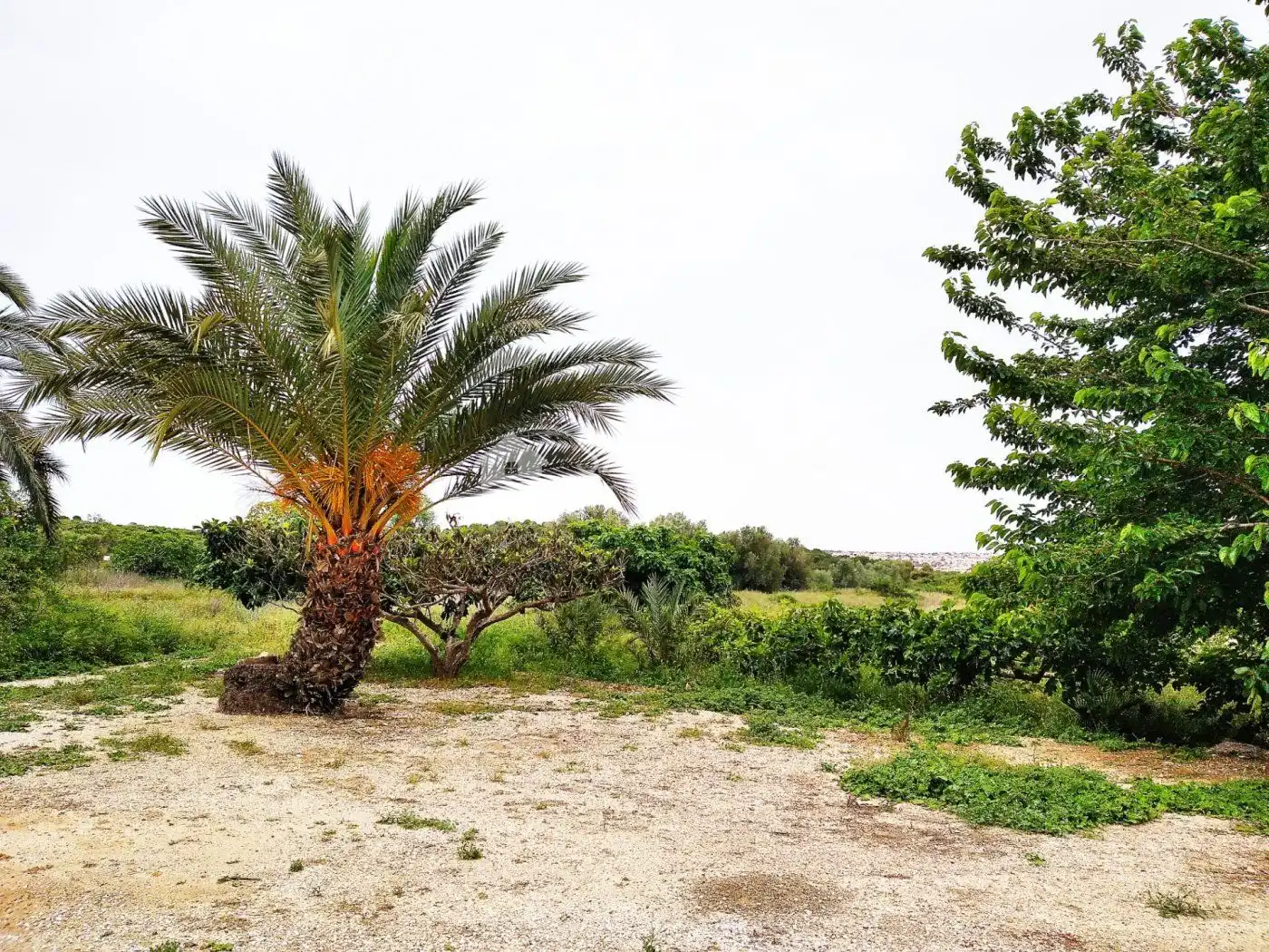 Finca rústica en venda en Elche / Elx