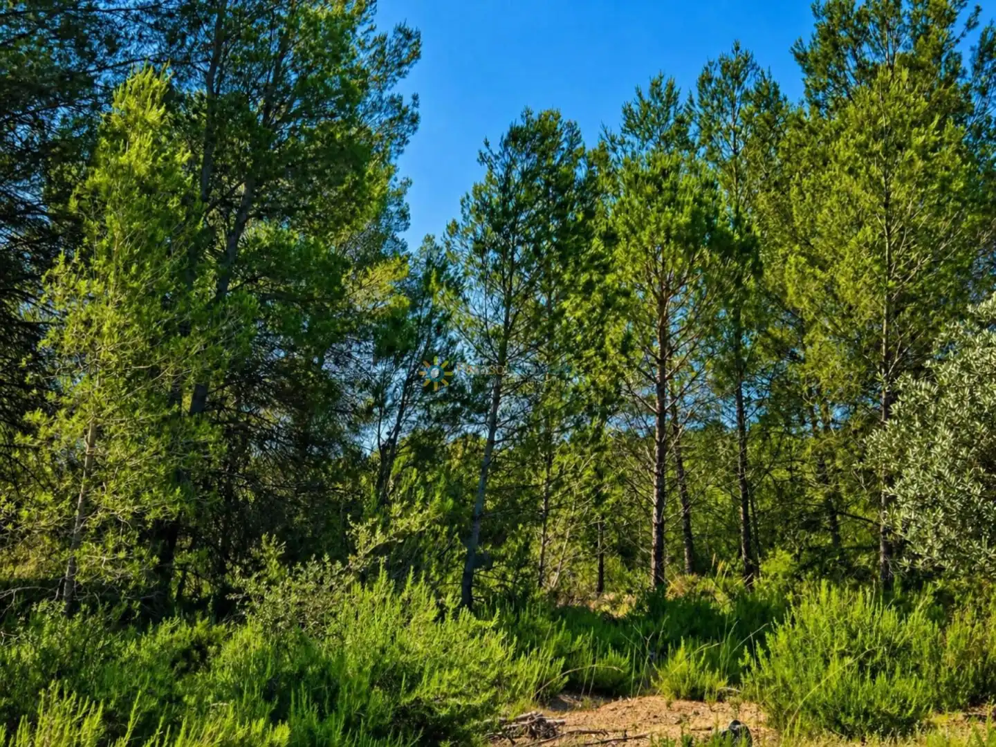 Terreno en venta en Bellús