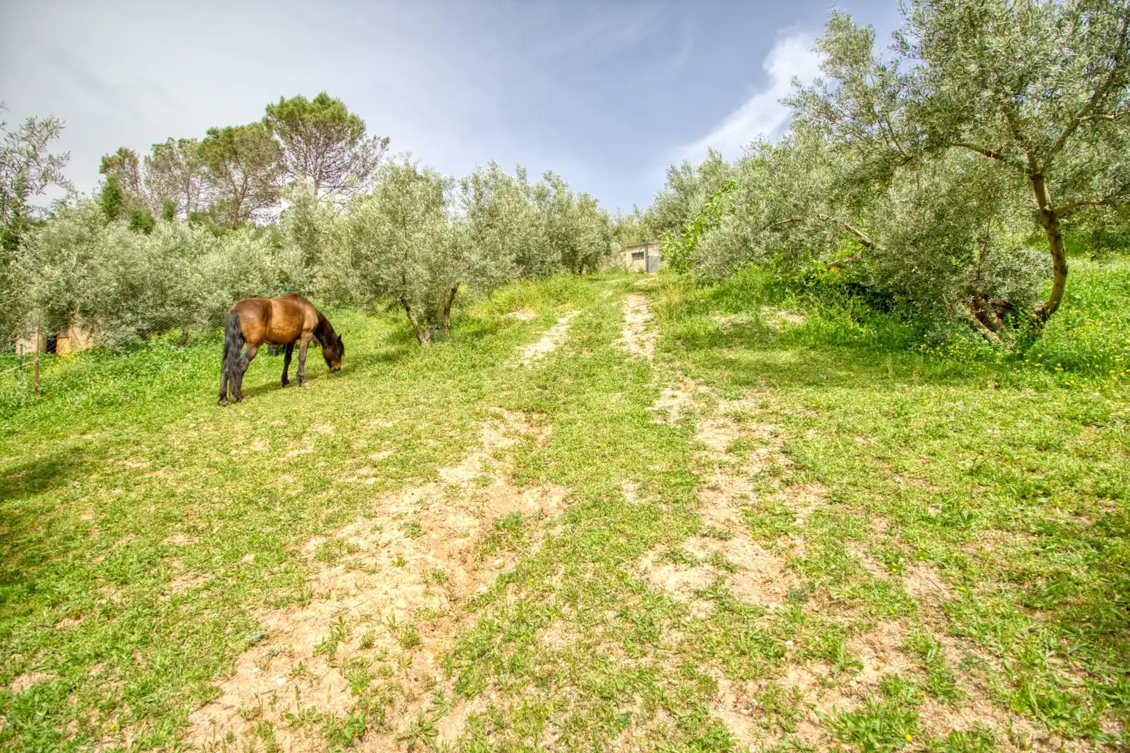 Maison à vendre à Rute, imagen 32