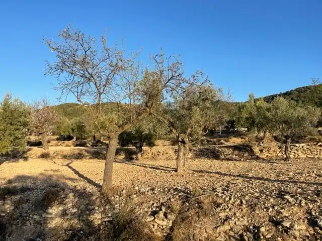 Rural land for sale in Biar, imagen 4