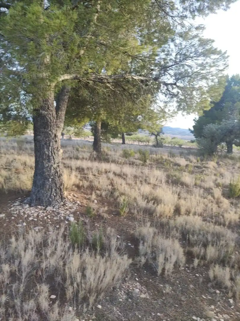 Terreno rústico en venta en El Pinós / Pinoso, imagen 9