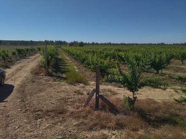 Terreny rústic en venda a Campo Lugar