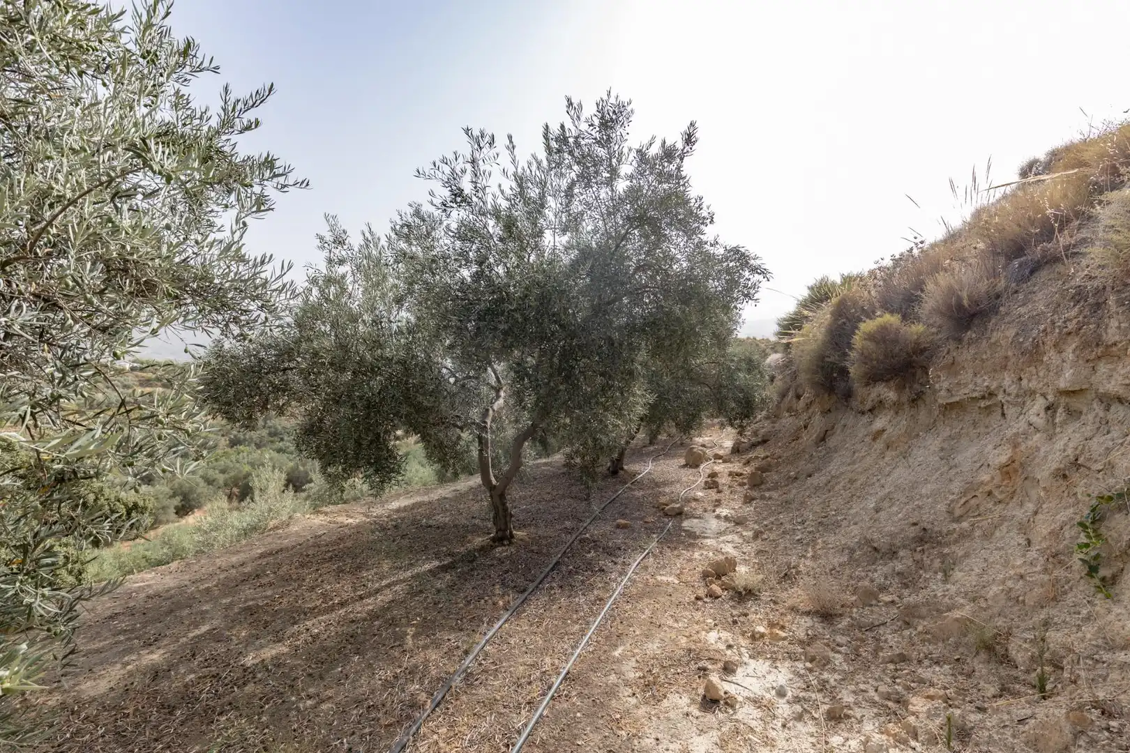 Land for sale in Lecrín