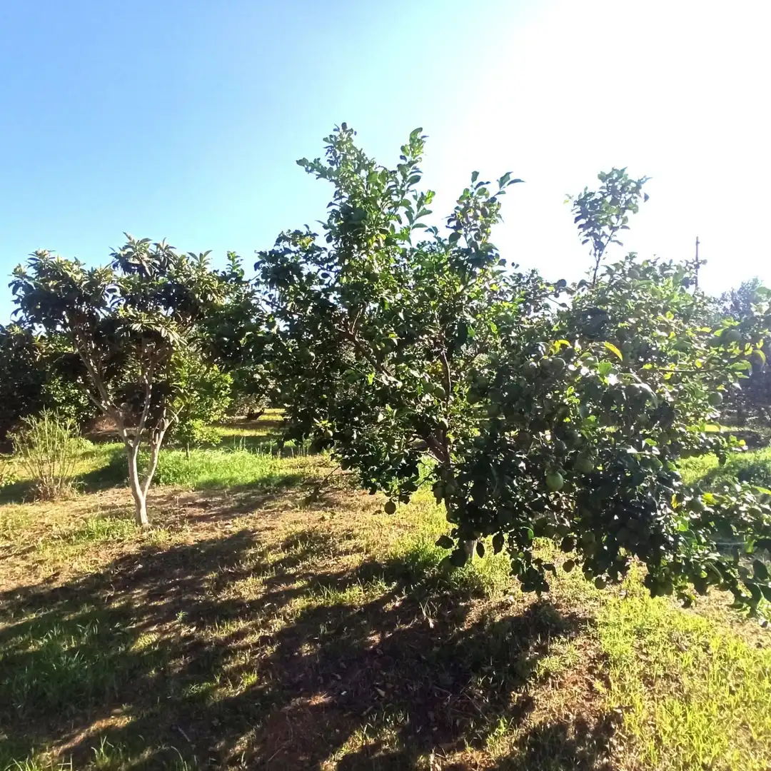 Finca rústica en venta en Reus