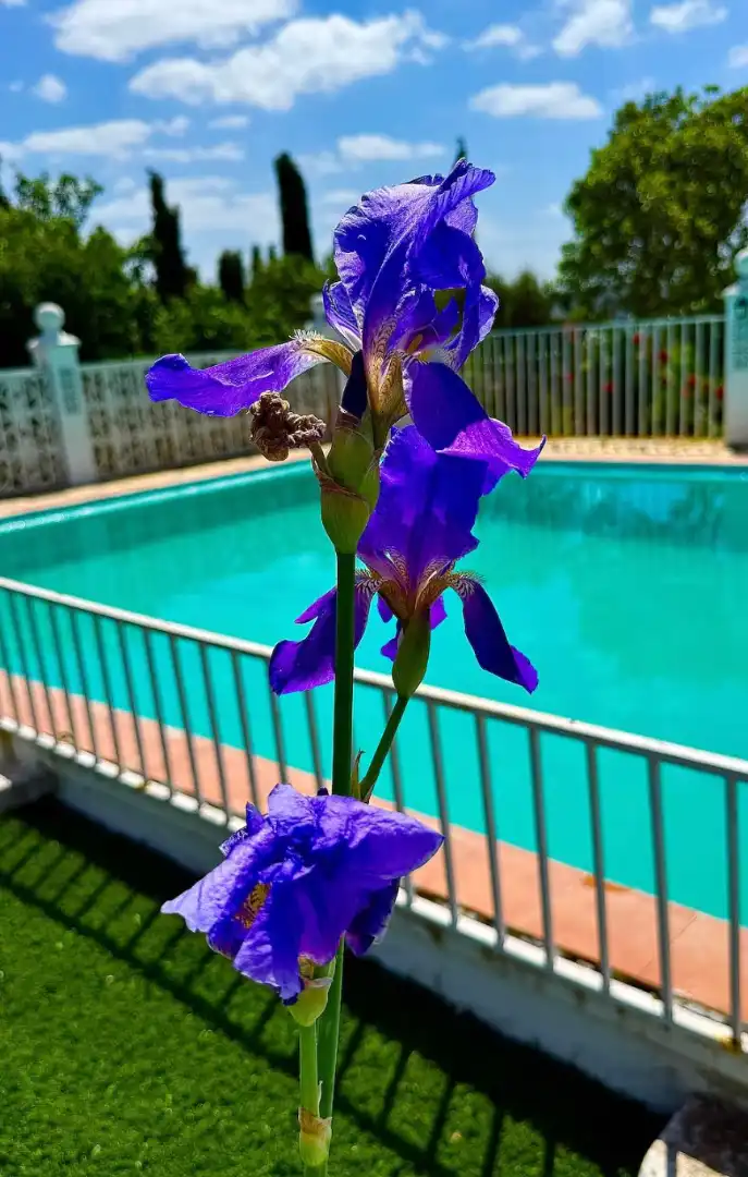 Piscina de Casa o chalet en venta en Aroche con Aire acondicionado, Jardín privado y Terraza