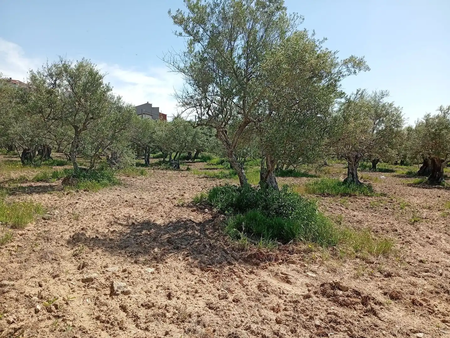 Terreni e lotti in vendita a Villanueva de la Vera, imagen 24