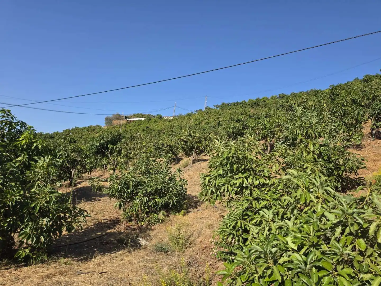Finca rústica en venta en Benamocarra con Terraza y Piscina