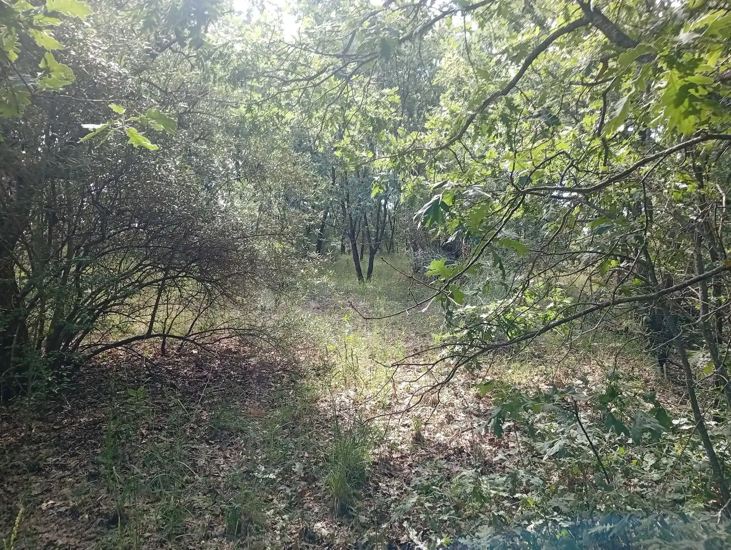 Terreni e lotti in vendita a Losar de la Vera, imagen 55