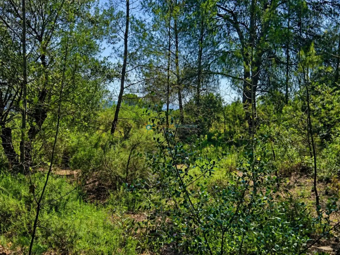 Terreno en venta en Bellús