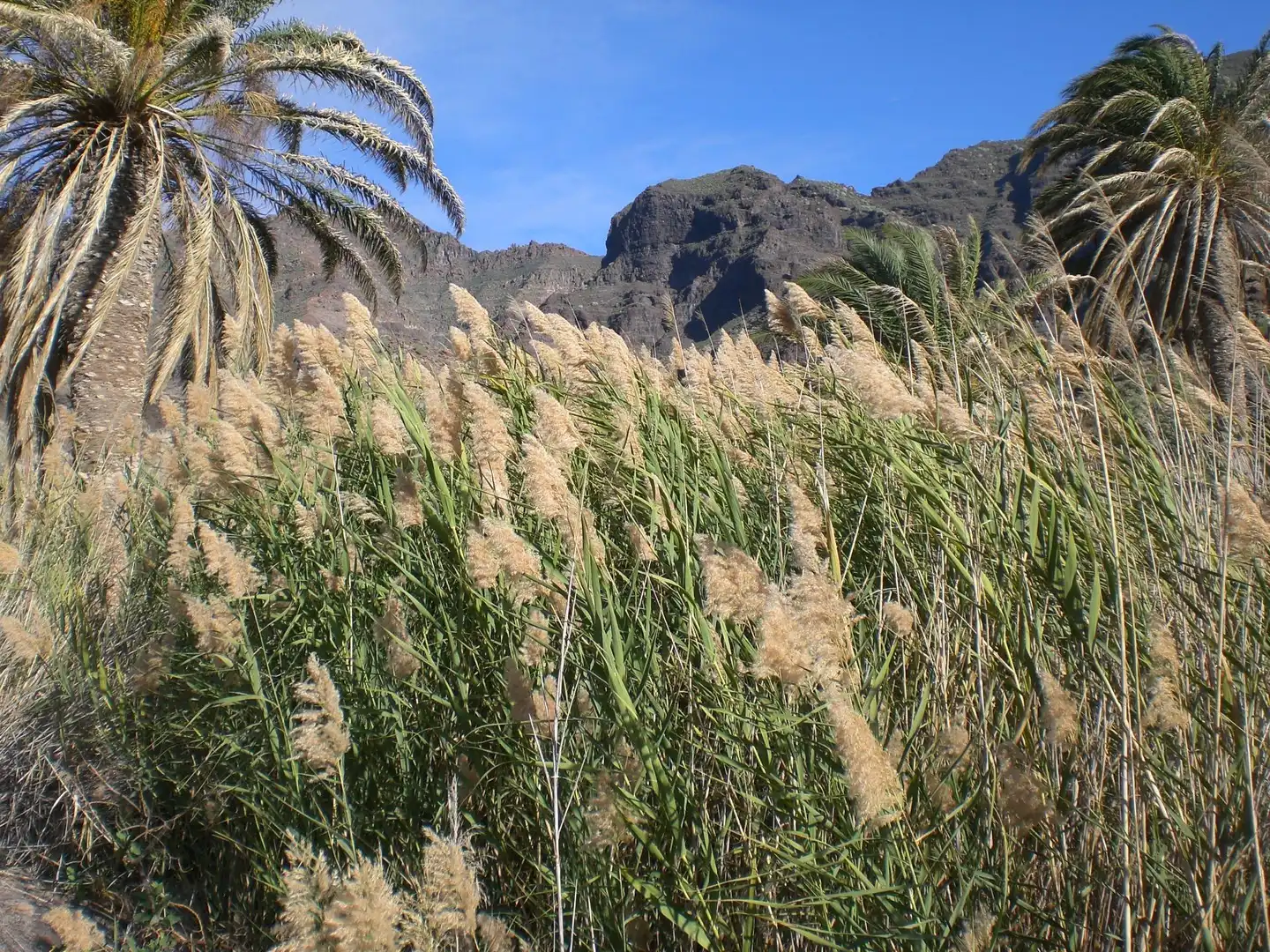 Vista exterior de Finca rústica en venta en La Aldea de San Nicolás  con Jardín privado, Terraza y Trastero
