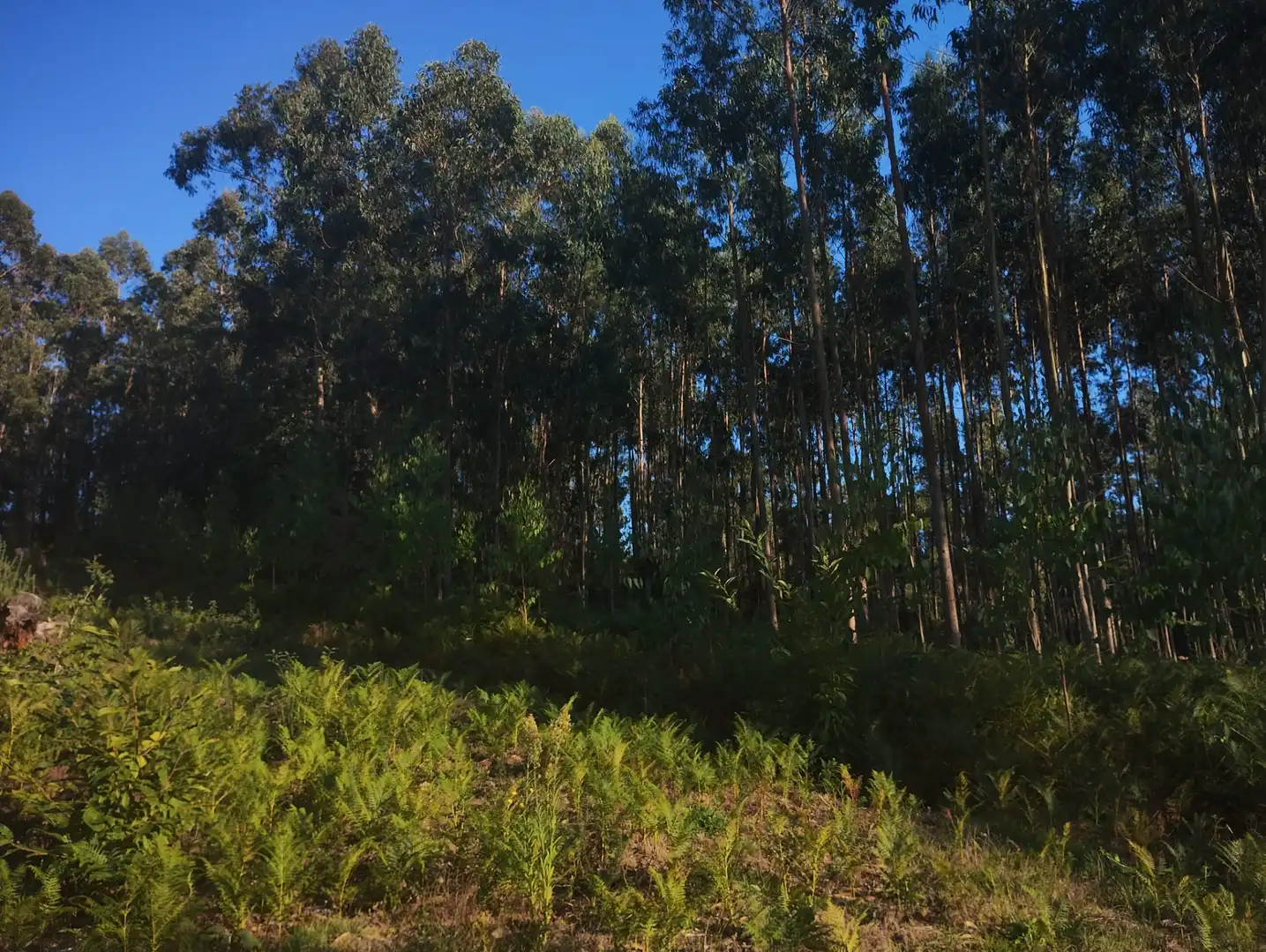 Rural land for sale in Neda, imagen 4