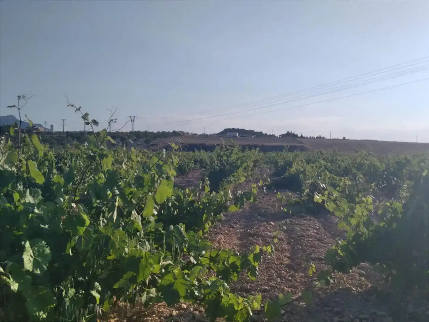 Finca rústica en venda en Jumilla