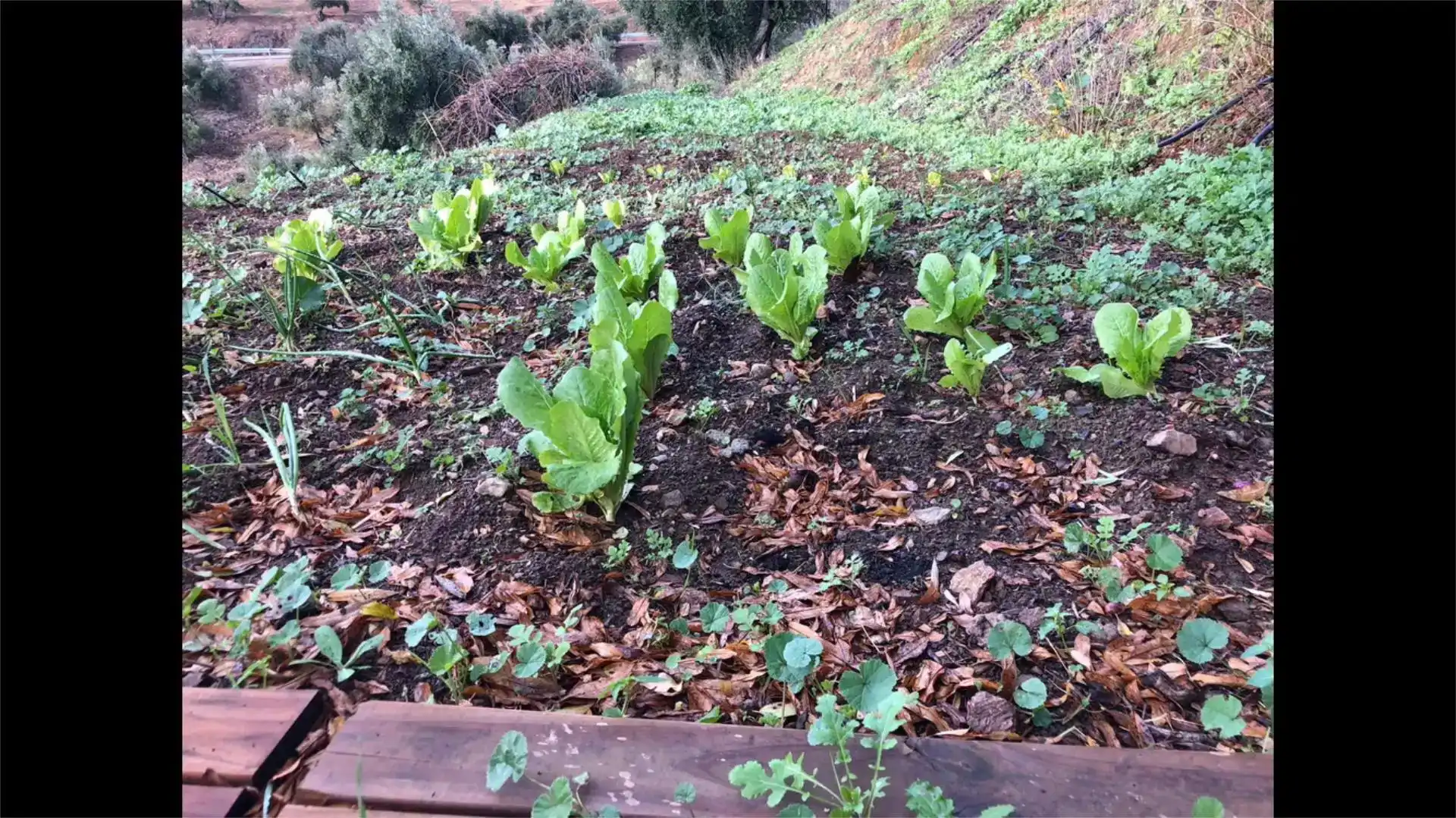 Jardí de Finca rústica en venda en Pozoblanco amb Jardí privat, Piscina i Balcó